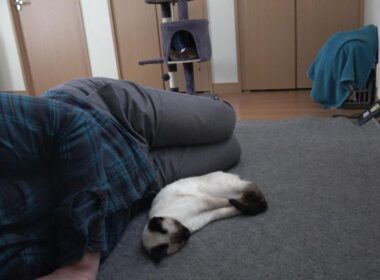 飼い主のマネをして同じ格好で眠るシャム子猫😸🐾♪