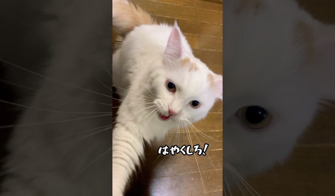 本日のごはん（イライラver） #ラガマフィン