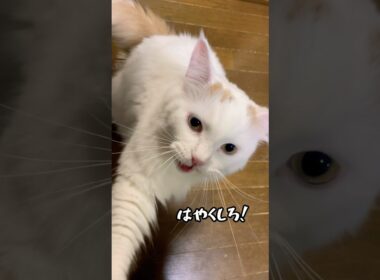 本日のごはん（イライラver） #ラガマフィン