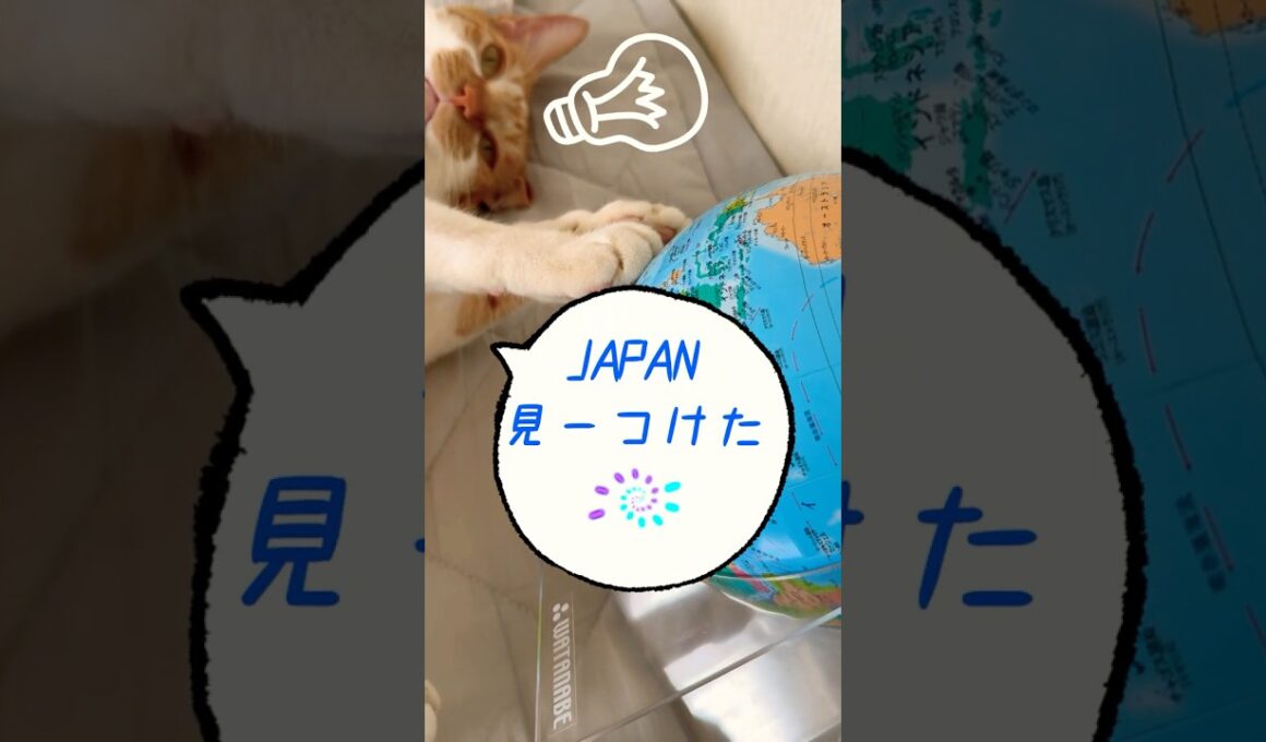 地球儀から日本を見つけ出す猫🌏✨#shorts#ねこ#cat#茶白猫#地球儀#君をのせて