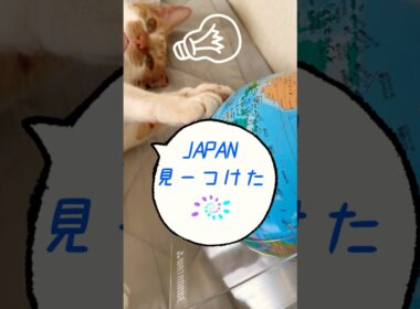地球儀から日本を見つけ出す猫🌏✨#shorts#ねこ#cat#茶白猫#地球儀#君をのせて