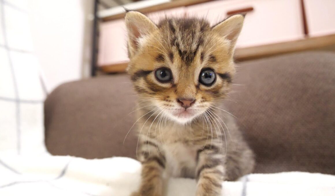 大暴れするミニミニ兄弟子猫を見守るライブ【赤ちゃん猫　保護猫】