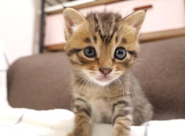 大暴れするミニミニ兄弟子猫を見守るライブ【赤ちゃん猫　保護猫】