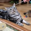 アメショーの兄が…弟ソマリに対して天井知らずの優しさを見せるのには理由があった。
