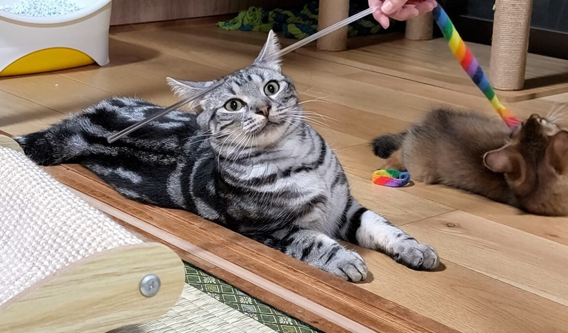 アメショーの兄が…弟ソマリに対して天井知らずの優しさを見せるのには理由があった。