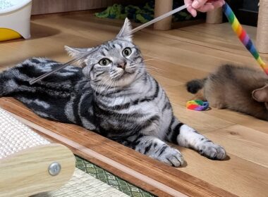 アメショーの兄が…弟ソマリに対して天井知らずの優しさを見せるのには理由があった。