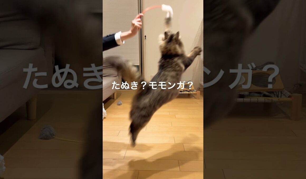 にゃんこだぞ♡ #cats  #cat  #猫のいる暮らし  #サイベリアン　#長毛猫　#猫のいる生活