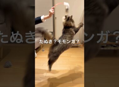 にゃんこだぞ♡ #cats  #cat  #猫のいる暮らし  #サイベリアン　#長毛猫　#猫のいる生活