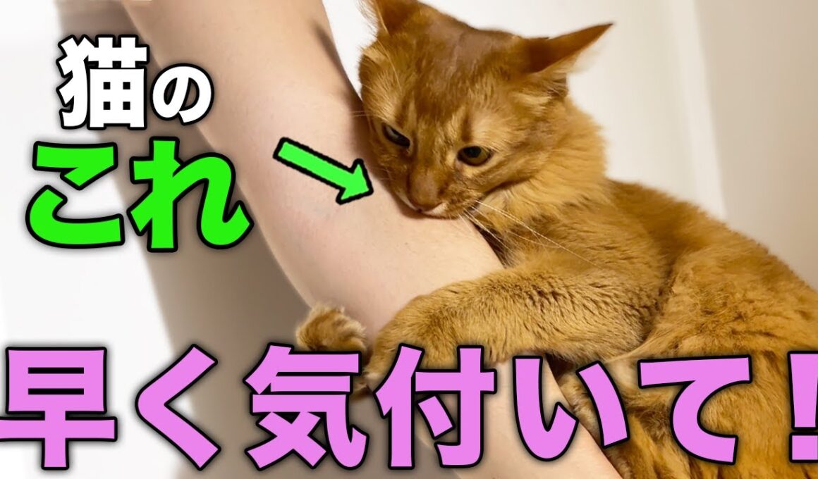 猫が飼い主にひそかに期待していること13選