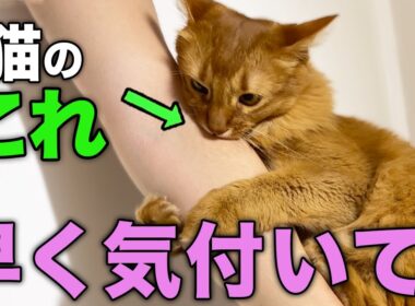 猫が飼い主にひそかに期待していること13選
