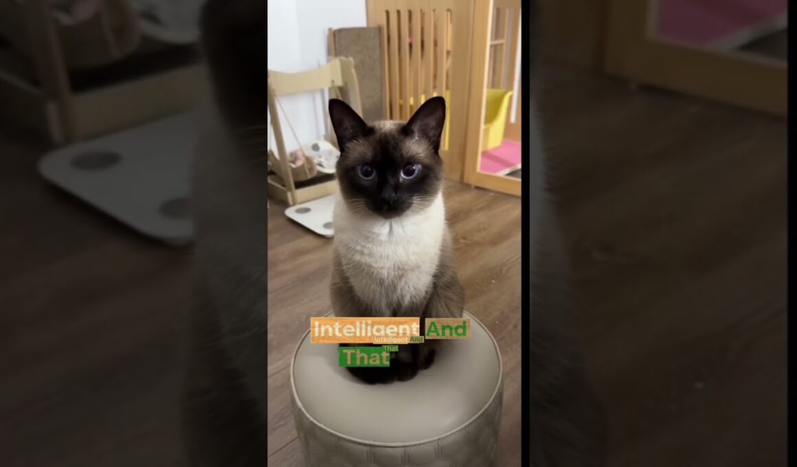 リビングアート 2025年最も優雅な猫種