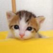 1分間の激闘に敗れたねむねむ子猫がかわいすぎてもう【赤ちゃん猫 保護猫】
