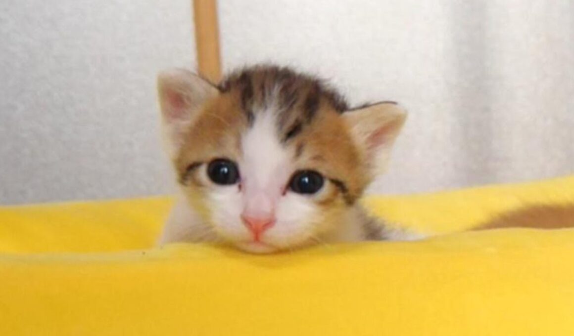 1分間の激闘に敗れたねむねむ子猫がかわいすぎてもう【赤ちゃん猫 保護猫】