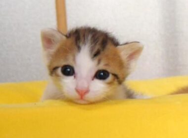 １分間の激闘に敗れたねむねむ子猫がかわいすぎてもう【赤ちゃん猫　保護猫】