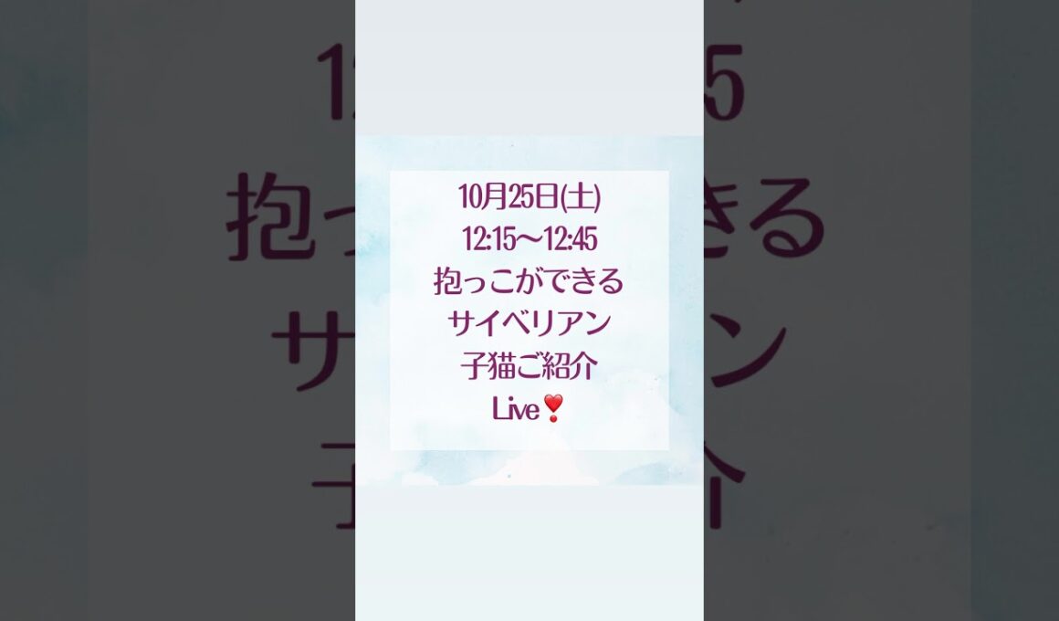 10/24(土)12:15〜12:45抱っこができる#サイベリアン の#子猫 ご紹介ライブ😻ご家族様募集中の子猫達が登場❣️抱っこしたい方は、サイベリアン専門#ペットショップ ロイヤル・キャッツ❣️