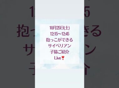 10/24(土)12:15〜12:45抱っこができる#サイベリアン の#子猫 ご紹介ライブ😻ご家族様募集中の子猫達が登場❣️抱っこしたい方は、サイベリアン専門#ペットショップ ロイヤル・キャッツ❣️