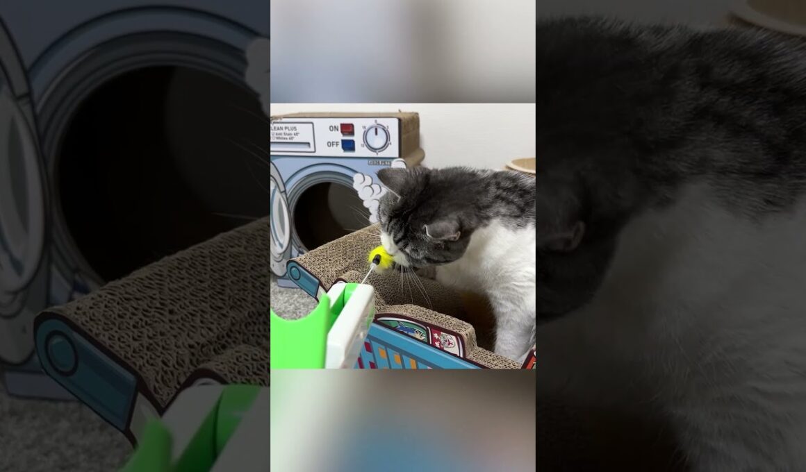 キャットガンを向けられた猫は…　#shorts   #cat