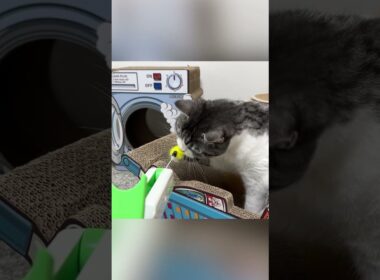 キャットガンを向けられた猫は…　#shorts   #cat