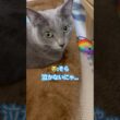まさか計画的⁉️ #猫 #ロシアンブルー #猫のいる暮らし  #shorts