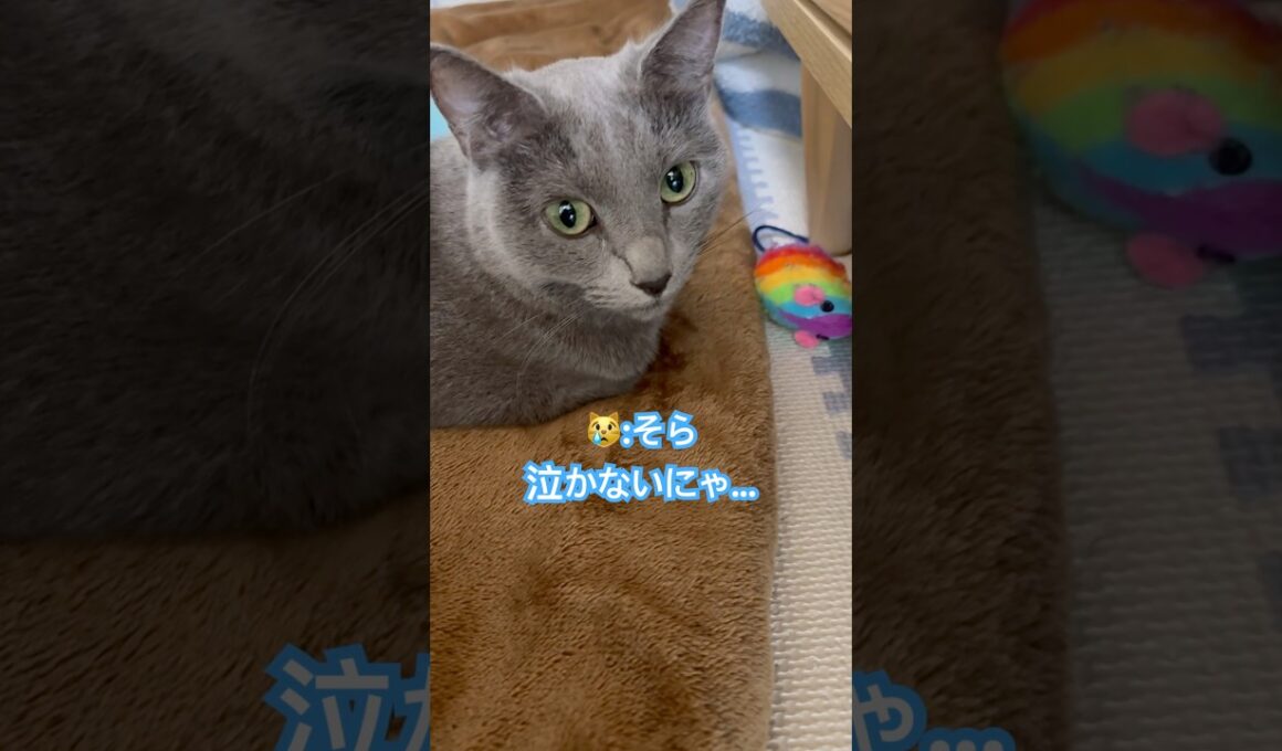 まさか計画的⁉️ #猫 #ロシアンブルー #猫のいる暮らし  #shorts
