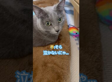 まさか計画的⁉️ #猫 #ロシアンブルー #猫のいる暮らし  #shorts