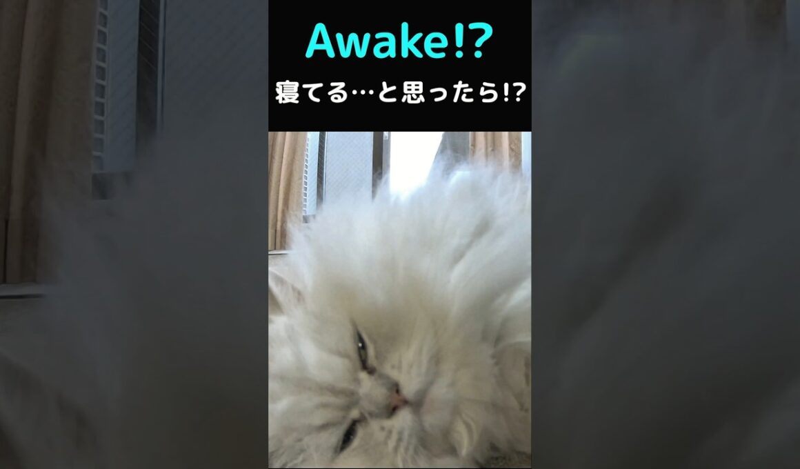 Thought he was sleeping… but he was awake!? Cute Persian cat Gin-chan 😴💕#Cat #PersianCat #CuteCat