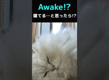 Thought he was sleeping… but he was awake!? Cute Persian cat Gin-chan 😴💕#Cat #PersianCat #CuteCat