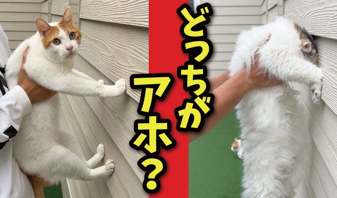 【爆笑】壁に手をつける猫はかしこいらしいのでテストしてみた結果…