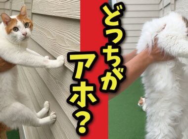 【爆笑】壁に手をつける猫はかしこいらしいのでテストしてみた結果…