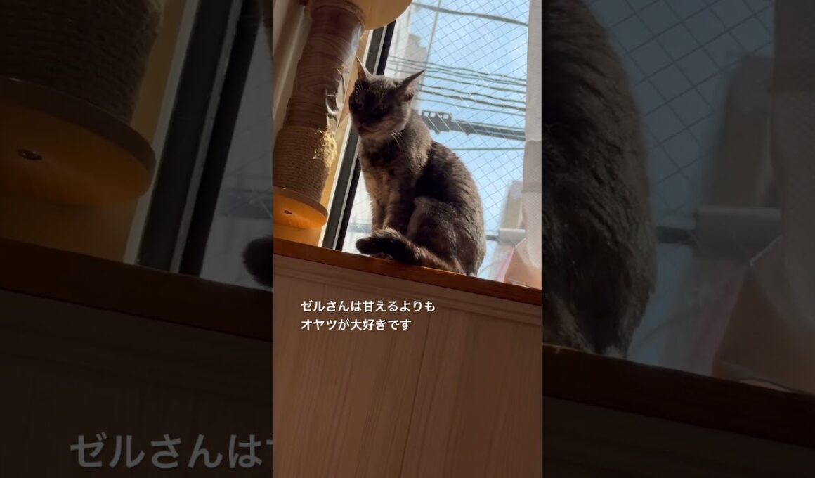 #保護猫カフェ #猫の恵庭 #大阪 #難波 お腹より日向ぼっこのネコさん