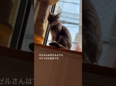 #保護猫カフェ #猫の恵庭 #大阪 #難波 お腹より日向ぼっこのネコさん