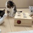 深夜に子猫達の様子をのぞいてみたら家族会議をしていてこうなりました…w