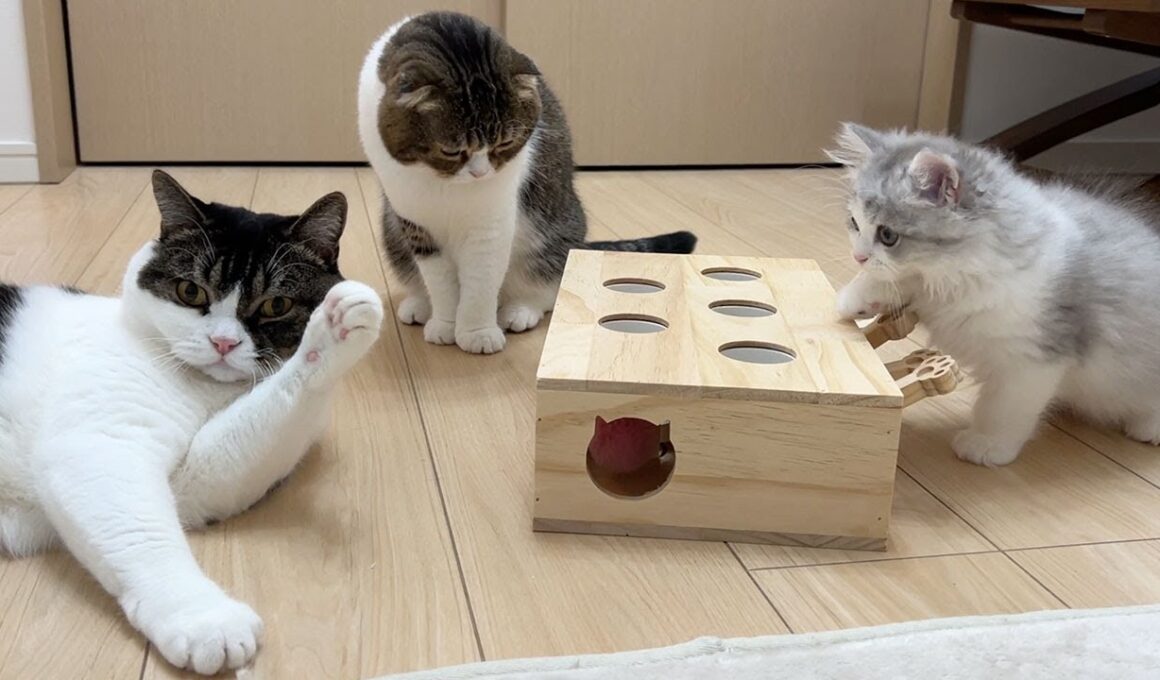 深夜に子猫達の様子をのぞいてみたら家族会議をしていてこうなりました…w