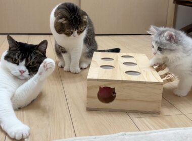 深夜に子猫達の様子をのぞいてみたら家族会議をしていてこうなりました…w