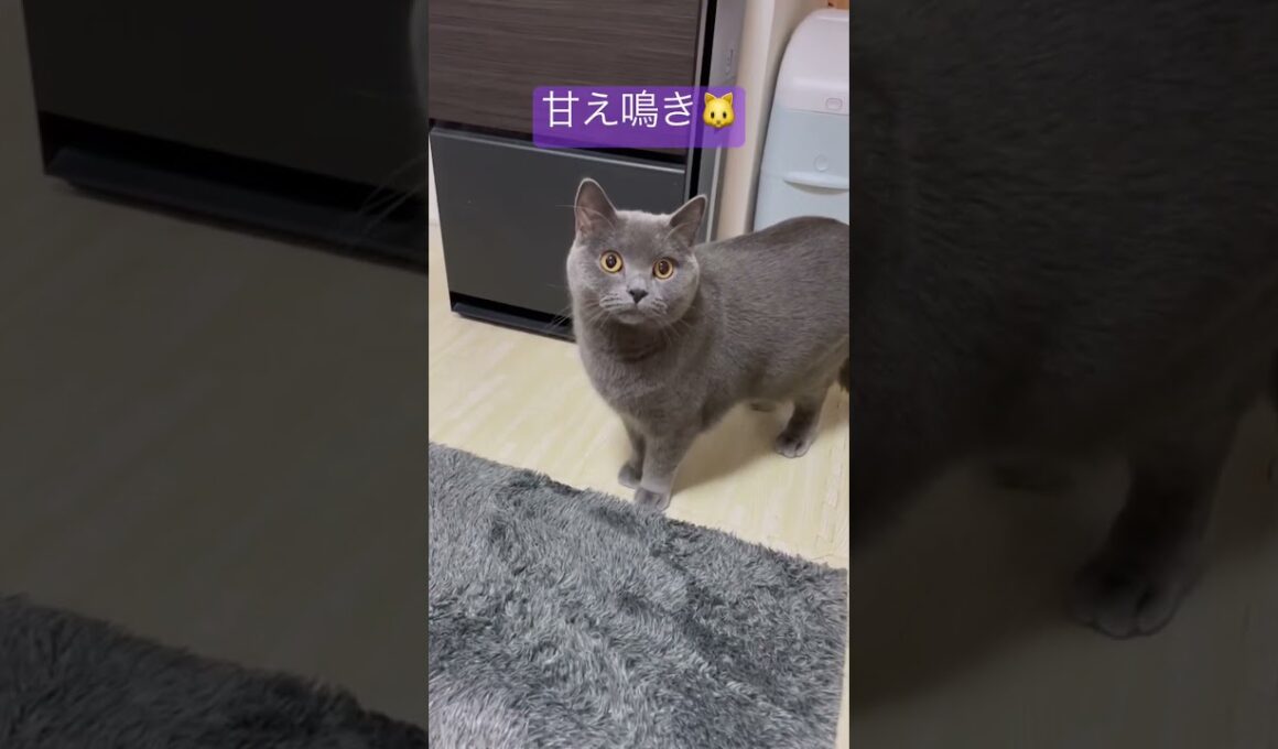 猫の鳴き声【甘え鳴き】 #shorts