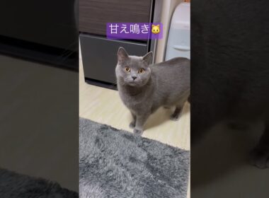 猫の鳴き声【甘え鳴き】 #shorts