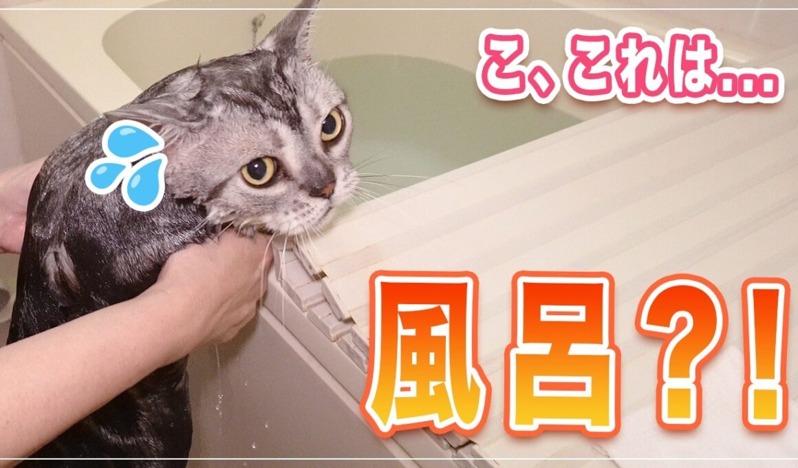 【ディーン】プロがお家でアメショーをシャンプー | ここまで解説していいの？ | シャンプー中に乱入してくる猫【アメショー】