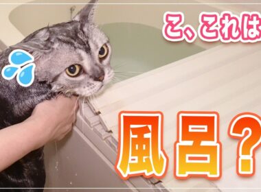 【ディーン】プロがお家でアメショーをシャンプー | ここまで解説していいの？ | シャンプー中に乱入してくる猫【アメショー】