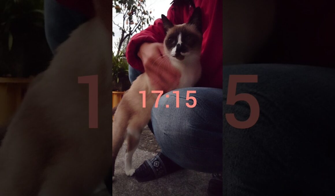 夕方のシャム猫さん#シャム猫#猫#ねこ#cat#Shorts
