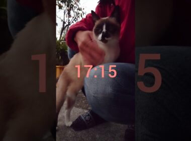 夕方のシャム猫さん#シャム猫#猫#ねこ#cat#Shorts