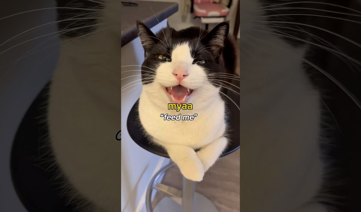 Tuxedo cat meow translation 😂