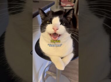 Tuxedo cat meow translation 😂