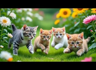 THE FUN OF ANGORA KITTENS AND HIMALAYAN CATS WHEN THEY WERE STILL LITTLE