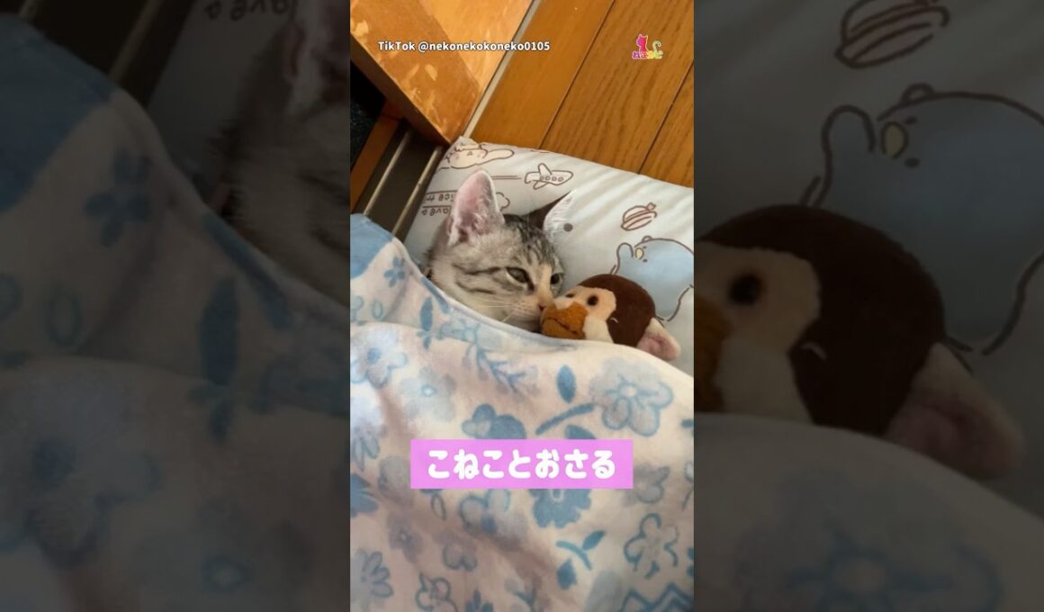 おさるとお昼寝する猫がかわいすぎる