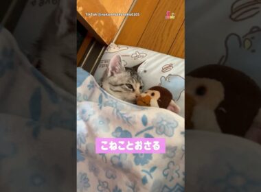 おさるとお昼寝する猫がかわいすぎる