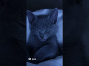 Sleepy Russian Blue Kitten 🌙 | ロシアンブルーの寝息ASMRで深い眠りへ