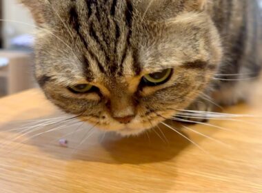 メルの好きなお魚が新しく発見されました！