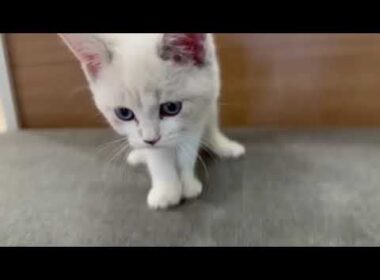 194110 スコティッシュフォールド　♀　～WE ARE Oneモザイクモール港北店～