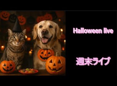 Halloween無人ライブNo.53#Halloween#kitten#cute#video#mew【ループ】#cat#癒し