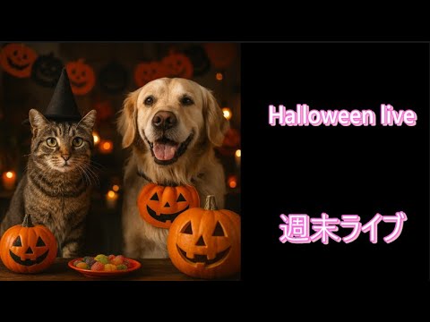 Halloween無人ライブNo.53#Halloween#kitten#cute#video#mew【ループ】#cat#癒し
